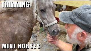 Trimming Mini Horses Rainy Season Thrush and Hoof Care [upl. by Binetta955]