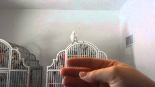 Goffins cockatoo yelling and screaming [upl. by Mallorie767]