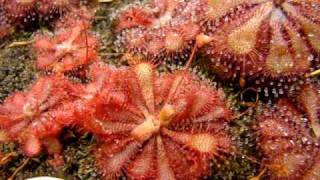 Drosera spatulata Fraser Island  Sundew Carnivorous Plant [upl. by Ragas]