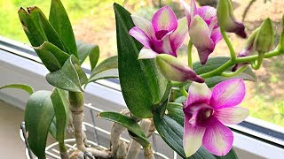 How to Grow Orchids Growing Orchids Orchid Care [upl. by Gleda]