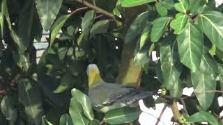 Yellow footed Green Pigeon [upl. by Oni399]