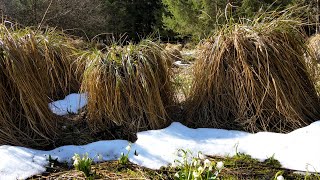 Frohe Ostern  Frühlings Erwachen  Ein Osterspaziergang im Unkundenwald zw Uffing und Bad Kohlgrub [upl. by Enomaj679]