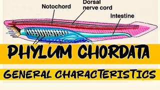 Phylum chordata  General characteristics  kingdom Animalia [upl. by Earej]