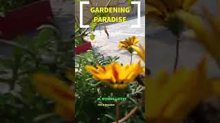 How to Grow Gazania Flowers from Seeds  Gazania Flowers  Gazania Plants GardeningParadise [upl. by Shaper]