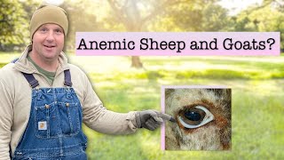 Fixing White Eyelids in Sheep and Goats [upl. by Aicyle]