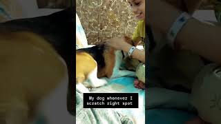 Jimmy bana generatorJimmy the beagledog beagle funny cute shorts [upl. by Oeramed827]