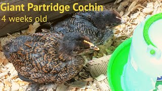 Rare Giant Partridge Cochin chicks [upl. by Enelym]