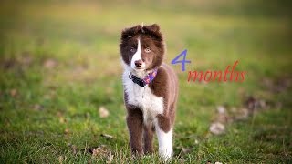 Vento  4 months border collie puppy tricks and first agility set point [upl. by Ahsemik]