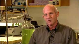 Algae Biofuels and Biotech  Stephen Mayfield UC San Diego [upl. by Washko]