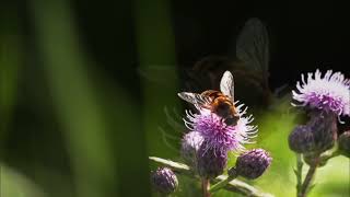 Wild Animals Video in FOREST [upl. by Koy]