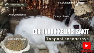 Ciri kelinci sakit apakah anaknya ikut sakit cek anak kelinci di kandang feedbreedbunny [upl. by Ursal485]