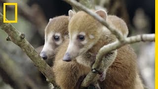 Mignon  les coatis à nez blancs cousins des ratons laveurs [upl. by Lucina688]