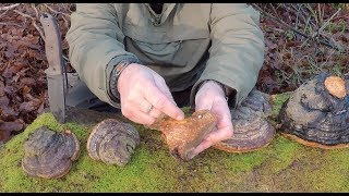 H Horse Hoof Fungus [upl. by Arrait]