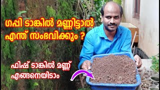 ഗപ്പി ടാങ്കിൽ മണ്ണിട്ടാൽ ഗപ്പികൾ ചാകുമോ   വളർച്ച കൂടുമോ   Put The Soil in the Guppy Tank [upl. by Eeniffar895]