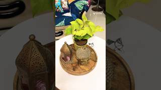 Indoor plant care tip indoor plants [upl. by Neumark]