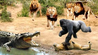 Greatest Fights In The Animal Kingdom 🐒🐍 Pt2  Wild Discovery Animals 2024 [upl. by Cartie]