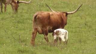 Cattle Ranching  Americas Heartland Episode 917 [upl. by Roux633]