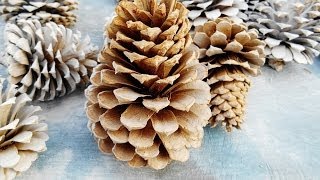 DIY Bleaching wood pinecone [upl. by Sucy]