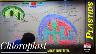 What is Plastids  Types Of Plastids  Chloroplast  Chromoplast  lecoplast  Types of lecoplast [upl. by Outlaw338]