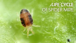 Life cycle of spider mite [upl. by Ennaylloh718]