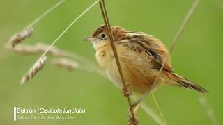 Buitrón Cisticola juncidis [upl. by Hanyaz]