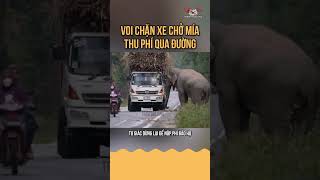 voi thu phí bằng mía ở Thái thucung [upl. by Lecirg]