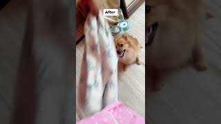 😘🐕MochaPom BarbacitaPom indianpomeraniandog3892 AmazingDogsOfficial funny highlights [upl. by Dori]