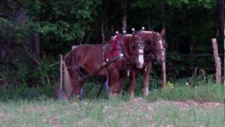 Plowing with walking plow [upl. by Feinstein]