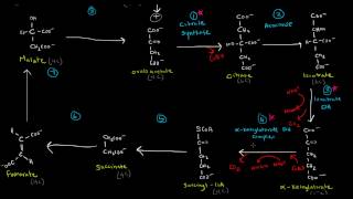 TCA  Krebs  Citric Acid Cycle Part 2 of 3  8 Steps [upl. by Quint839]