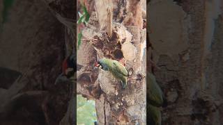 Coppersmith barbet Bird birdslover birds bird birdnet birdwatching nature [upl. by Nalrah]