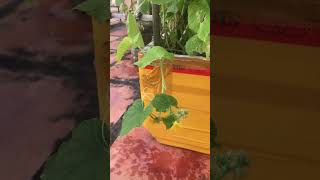 Plants home ☘️🌿🍀🌱🪴 shortvideo gardenplants gardern plants vegetables nature farmer [upl. by Genni]