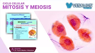 BIOLOGÍA DIVISIÓN CELULAR  FASE M  MITOSIS  CITOCINESIS  MEIOSIS  CICLO PARALELO CEPUNT [upl. by Aluap405]