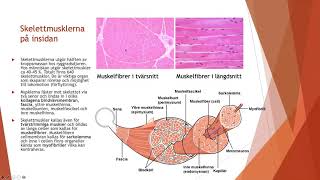 Muskler och rörelseapparaten  Biologi 2 100 p [upl. by Balfore602]