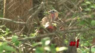 Michael Waddell Presents 40 Flextone Turkey Kills in 90 Seconds [upl. by Adella320]