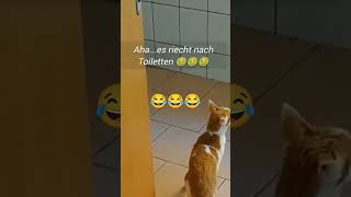 Stupsi hat die Toilette inspiziert 😂😂😂 [upl. by Eppilihp]