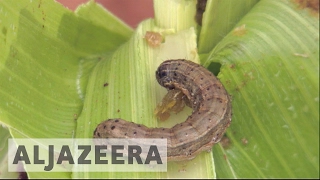 Fall armyworm wreaks havoc in southern Africa [upl. by Penn]