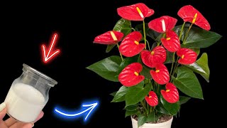 Anthurium blooms instantly in your garden  Planting Ideas [upl. by Zalea]