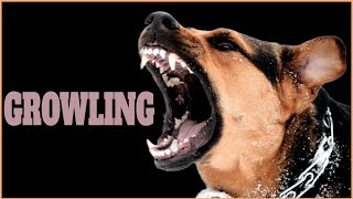 Growling Sound Effect That Make Dogs Go Crazy [upl. by Azelea598]