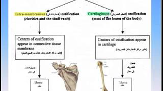 06 The Skeleton 8 Ossification of Bones Anatomy Intro Dr Ahmed Kamal YouTube [upl. by Sears]