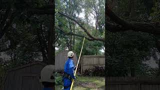 hazardous tree stuck in other tree [upl. by Atterg]