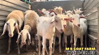 Saanen goats amp Hunter at M R GOAT FARM  Sale  ￼ reasonable prices 2024 goatfarm sale [upl. by Jaeger843]