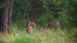 3 CERFS BICHES ET FAONS [upl. by Parnell]