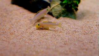 Xenotilapia quotpapilio sunflowerquot Chaitika WF spawning [upl. by Gabbi917]