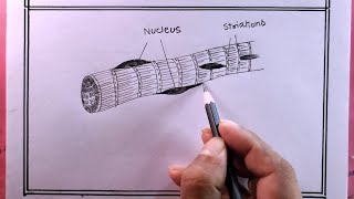 drawing striated musclesdraw striated muscles diagram [upl. by Nedap]