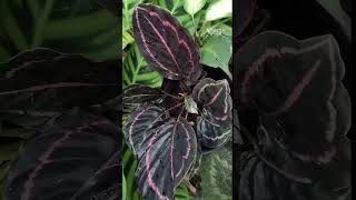 Calathea roseopicta dottie [upl. by Ytnom259]