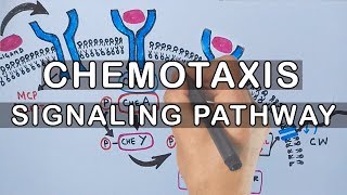 Chemotaxis  Signaling Pathway in Bacteria [upl. by Negah]