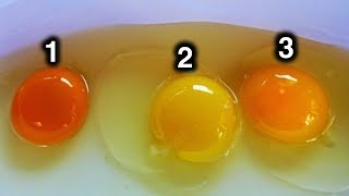 Which Egg Do You Think Came From Healthy Chicken [upl. by Davie902]