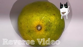 Reverse Video みかん🍊Mikan Japanese Fruit Mandarin orange [upl. by Kcirb]