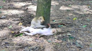 So Good Little Long tail Taking Care of Poor Orphan Pigtail Baby monkeyshowS [upl. by Aime]