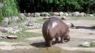 Le plus gros pet du monde  Lhippopotame [upl. by Attirehs342]